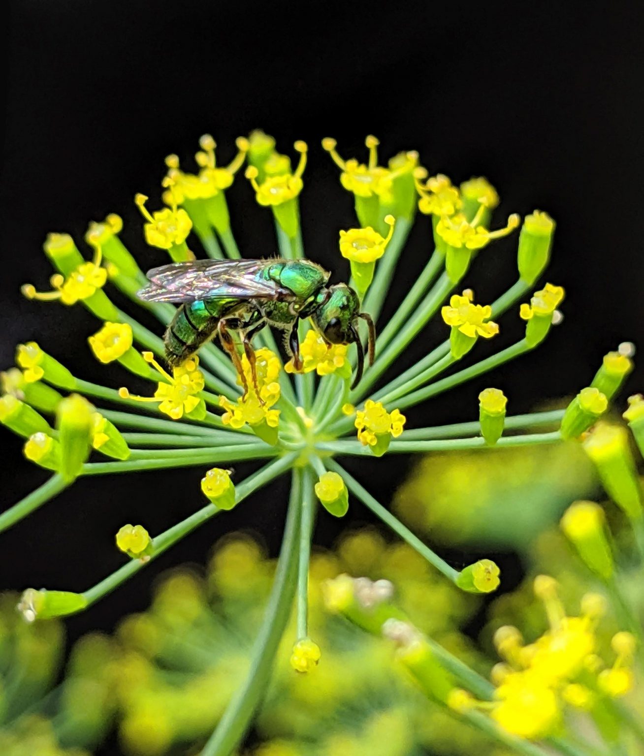 Climate Change Reduces the Abundance and Diversity of Wild Bees