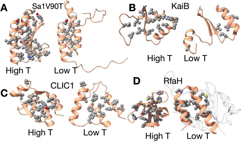 Metamorphic Proteins