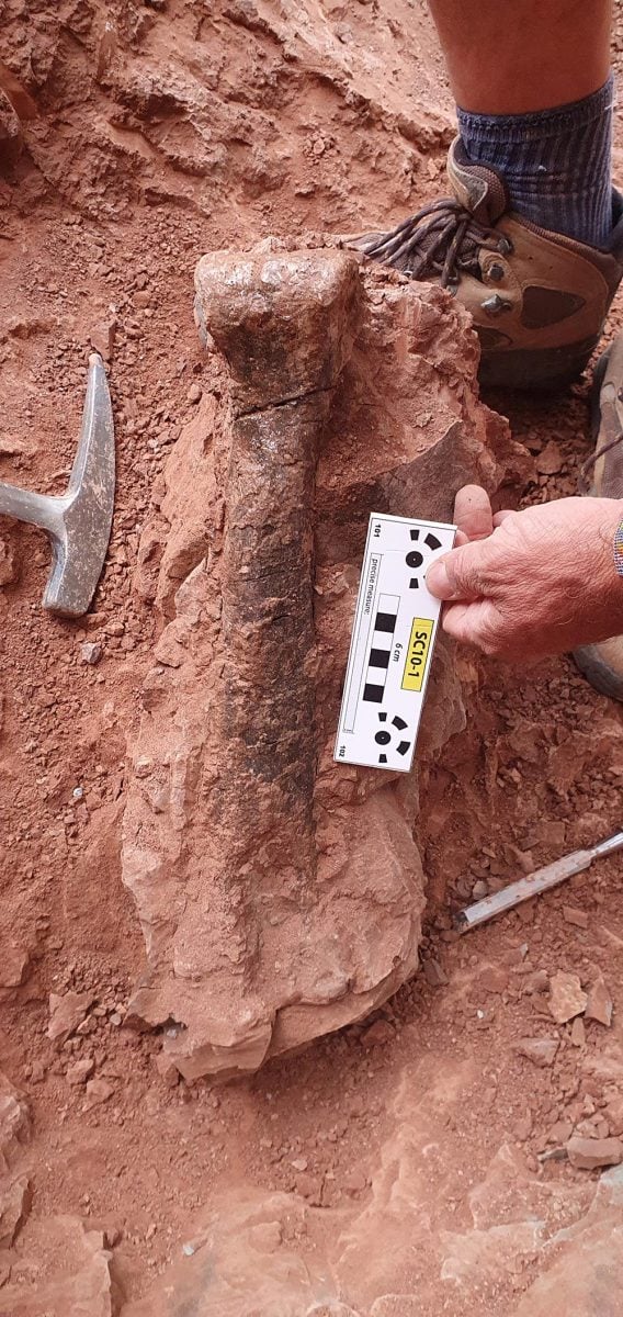 Metatarsal Bone of Alpkarakush kyrgyzicus