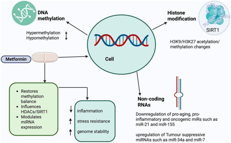 Metformin at the Convergence of Aging and Longevity