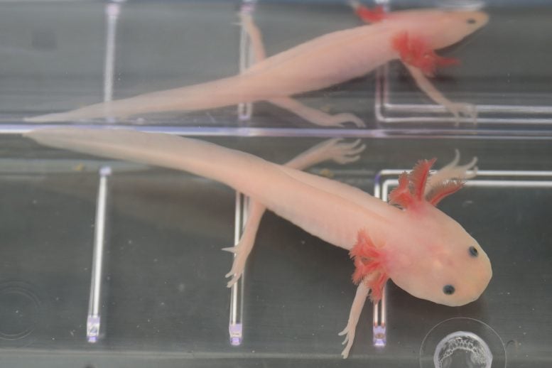 Could Humans Regrow Limbs? New Study Reveals Promising Genetic Pathway