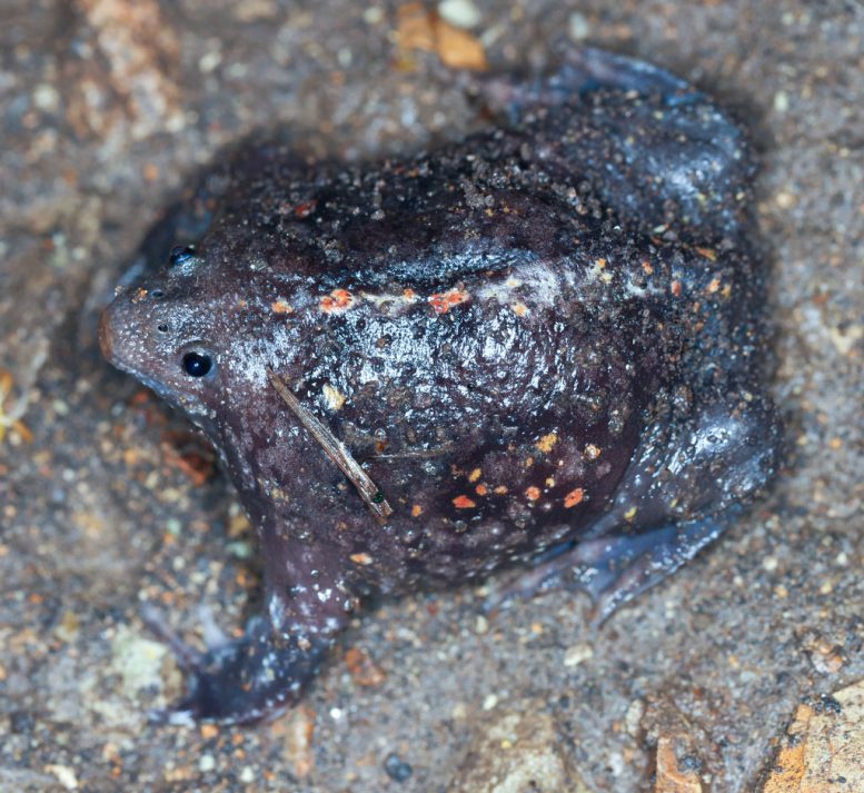 Mexican Burrowing Toad Rhinophrynidae Dorsalis