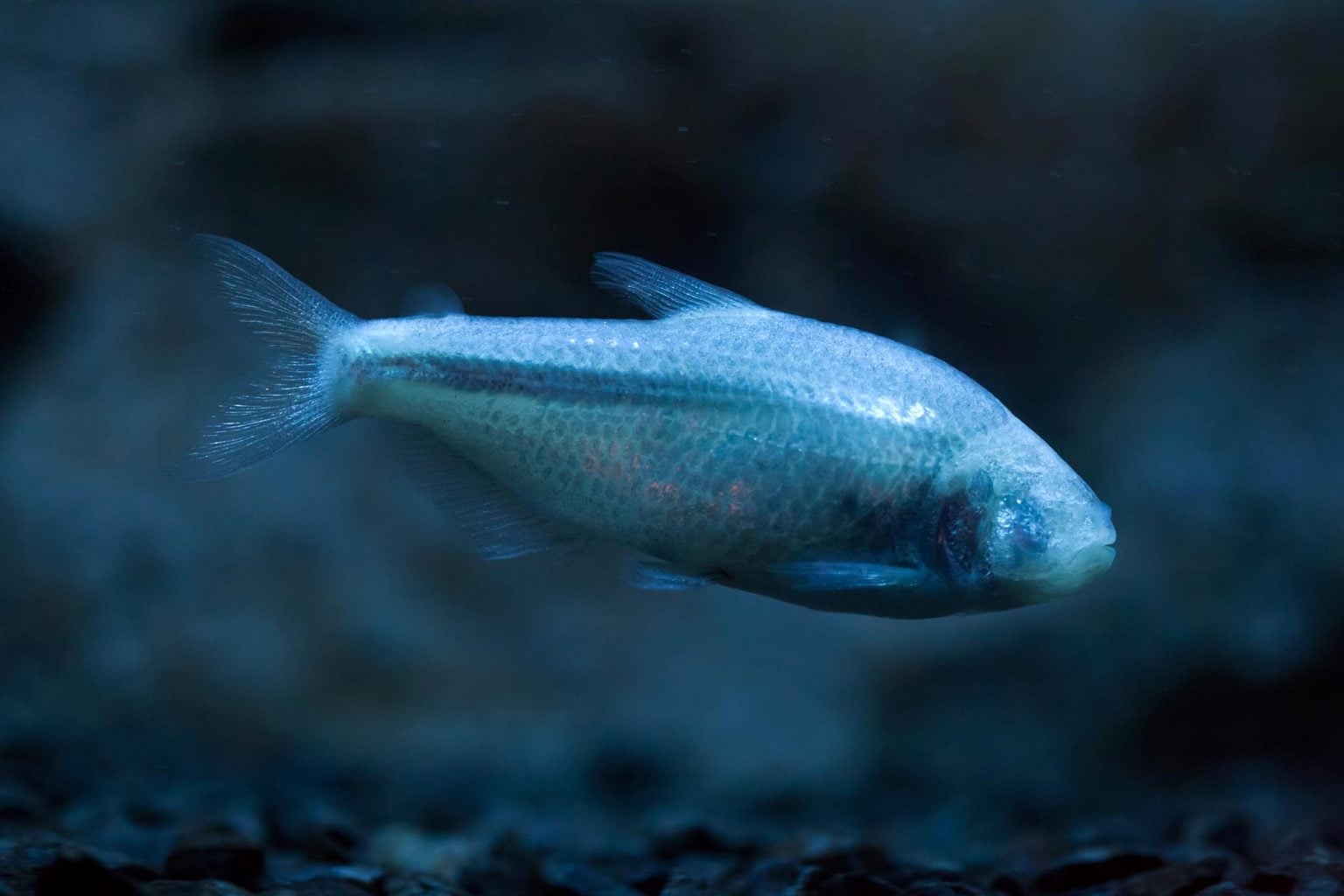 6 Animals that Can Regenerate Body Parts