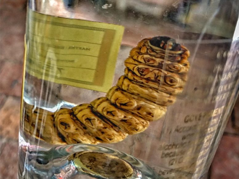 Tequila Bottle With Worm