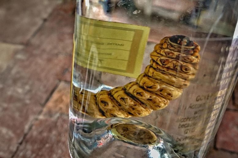 Mezcal Liquor Bottle Worm