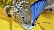 Miami Blue Butterfly (Cyclargus thomasi bethunebakeri)
