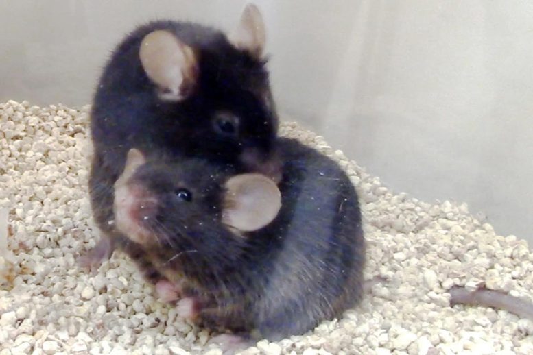 Mice Grooming