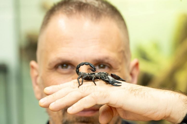 Scientists Just Found a Way to Predict Where Deadly Scorpions Will Strike