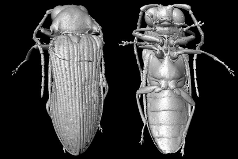 Micro-CT Reconstruction of Mysteriomorphus pelevini