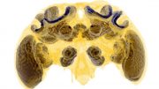 Micro CT Scan Bumblebee Brain