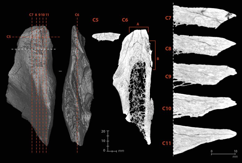 Micro Tomographic Views of the Internal Damage of the Multi Functional Tool