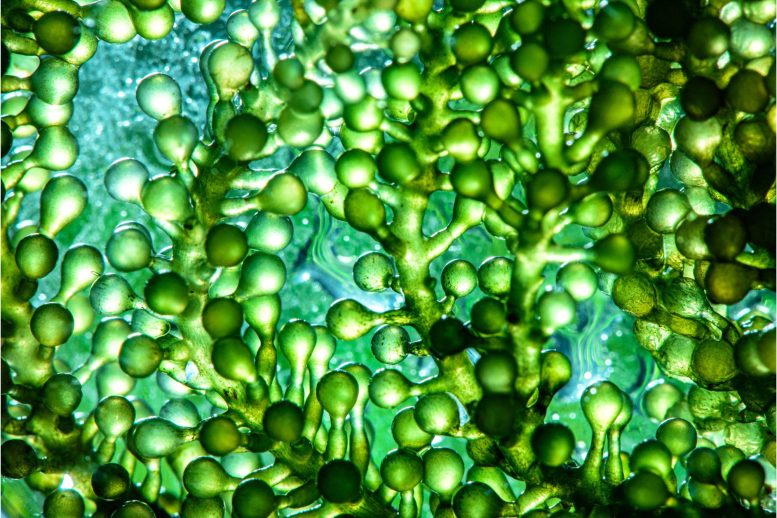 Microalgae Power Biotechnology Energy