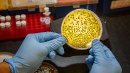 Microbes Growing in Ben Shen Lab