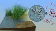 Microbes in Waterlogged Soils Produce Ethylene