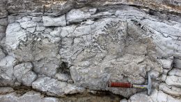 Microbial Buildup From the Early Ordovician Strata