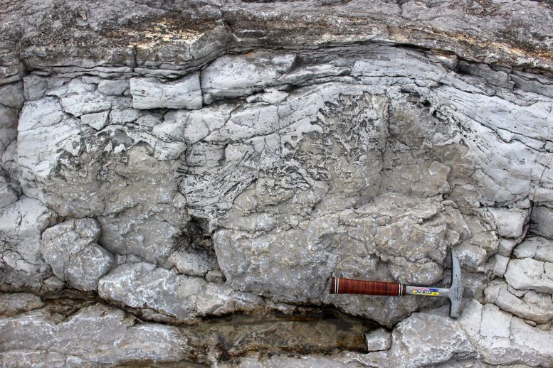 Microbial Buildup From the Early Ordovician Strata
