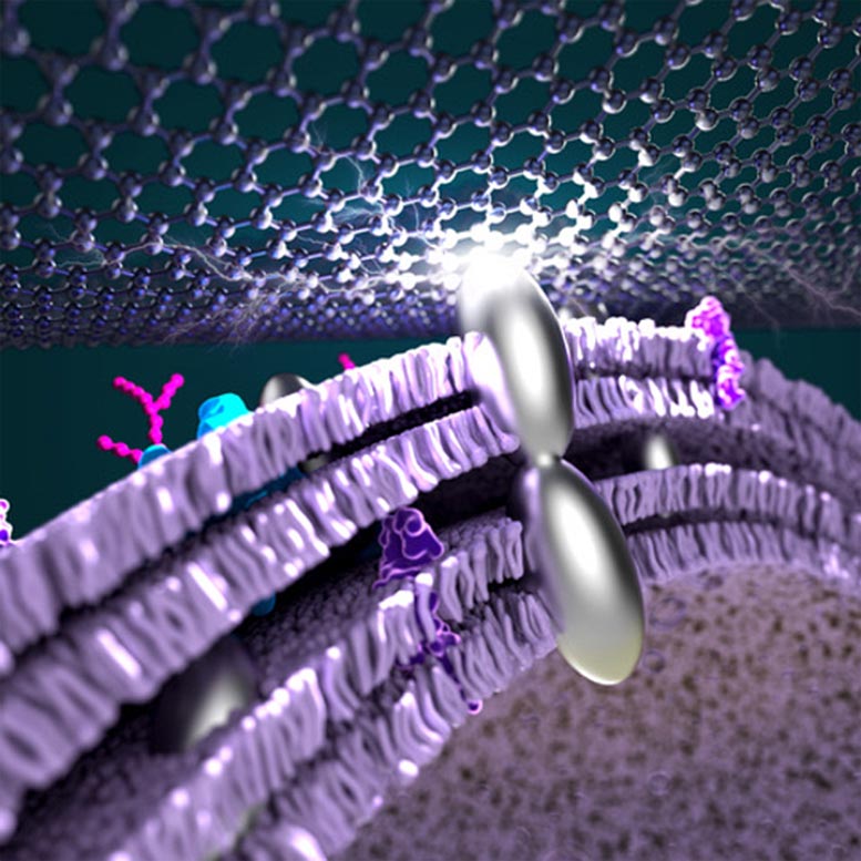 Microbial Fuel Cell With Silver Nanoparticles
