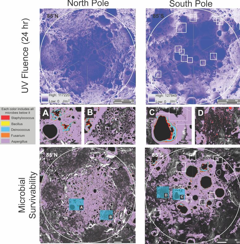 Microbial Survivability at the Moon’s Poles