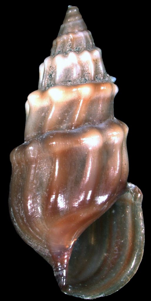 Microcolpia parreyssii Philippi 1847