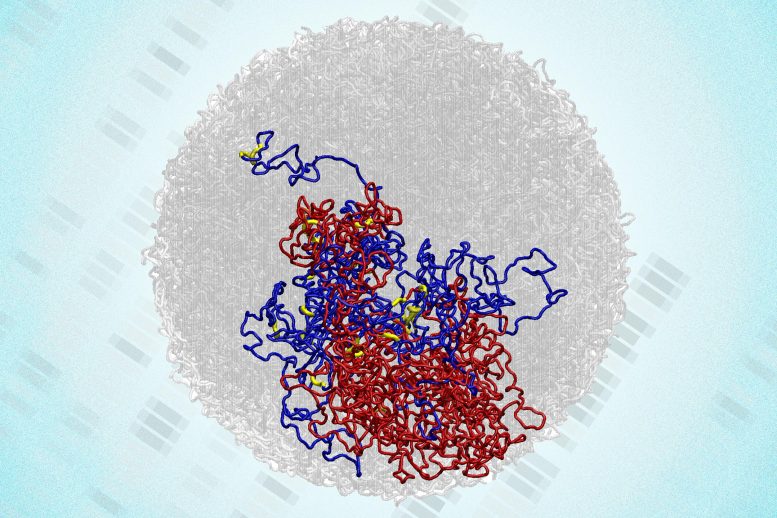 Microcompartments in Genome 3D Structure