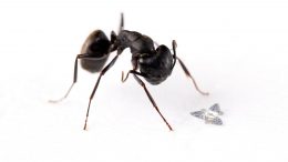 Microflier Compared to Ant