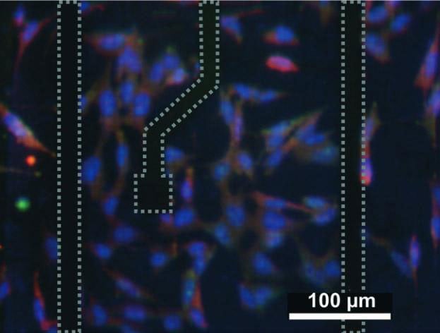 Microfluidic Chip Emulates Human Blood-Retinal Barrier