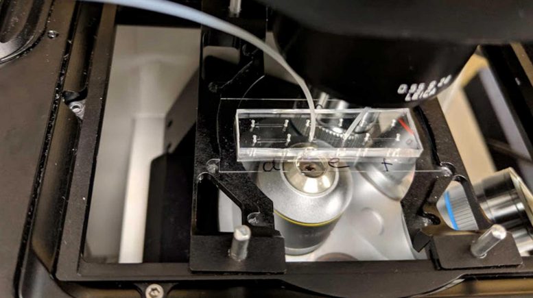 Microfluidic Device See Through Clay