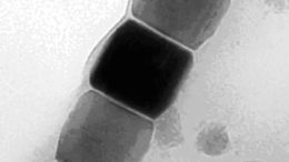 Microorganisms Magnetic Nanoparticles