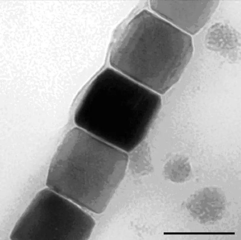 Microorganisms Magnetic Nanoparticles