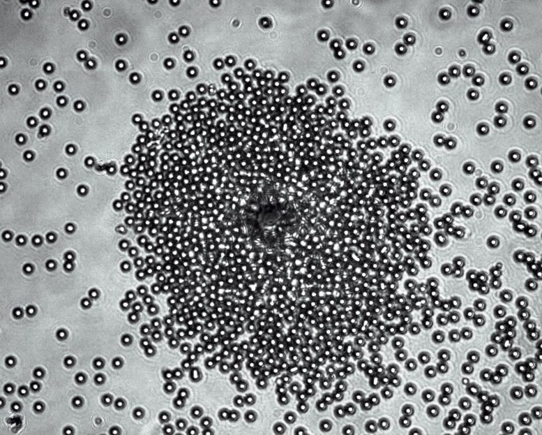 Microparticles Cluster Around Janus Particle
