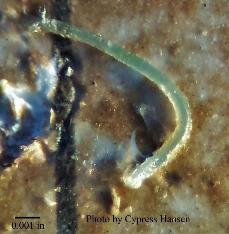 Microplastic Viewed Under a Microscope