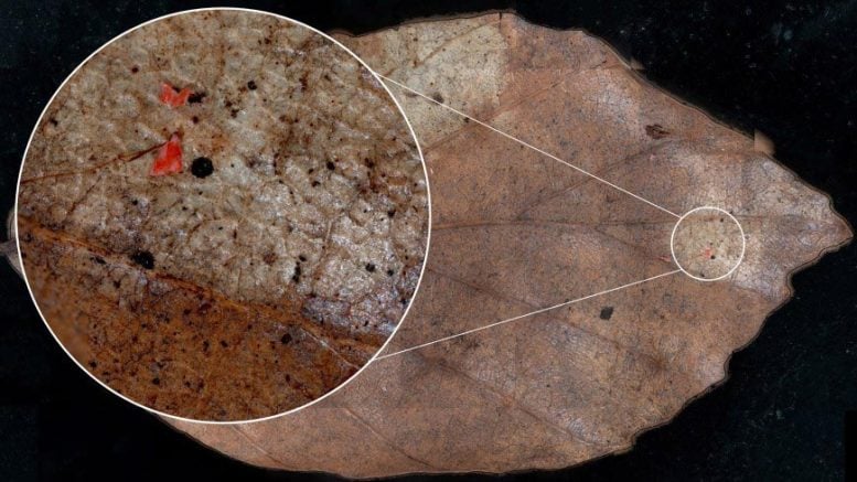 Microplastics on Leaf Surfaces