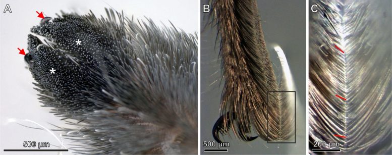 Micrografías de pelo de araña