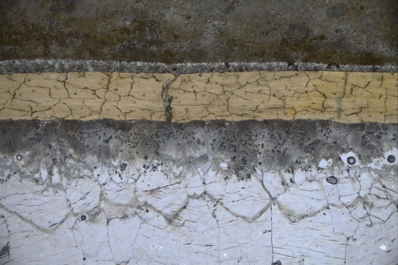 Microscope View of a Pterosaur Fossil Section Showing Carbon Coating and Mineral Layers