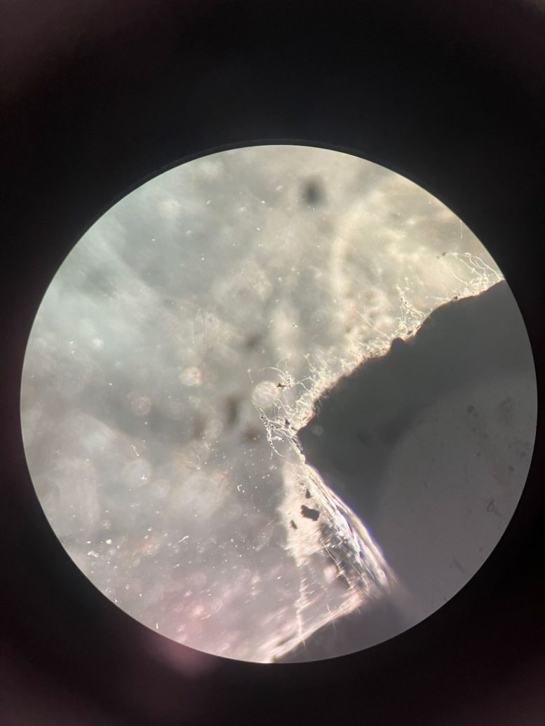 Microscopic Deep Subsurface Fungal Growth