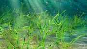 Microscopic Green Seaweed