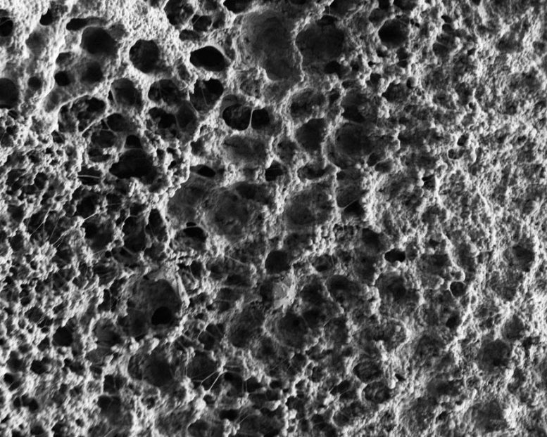 Microscopic Image Dry Salt-Loaded Hydrogel