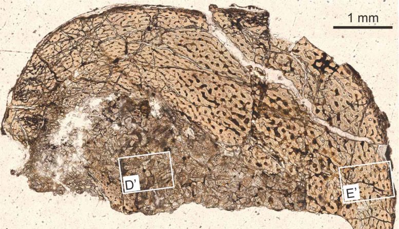 Microscopic Image of Ankylosaur Leg Bone