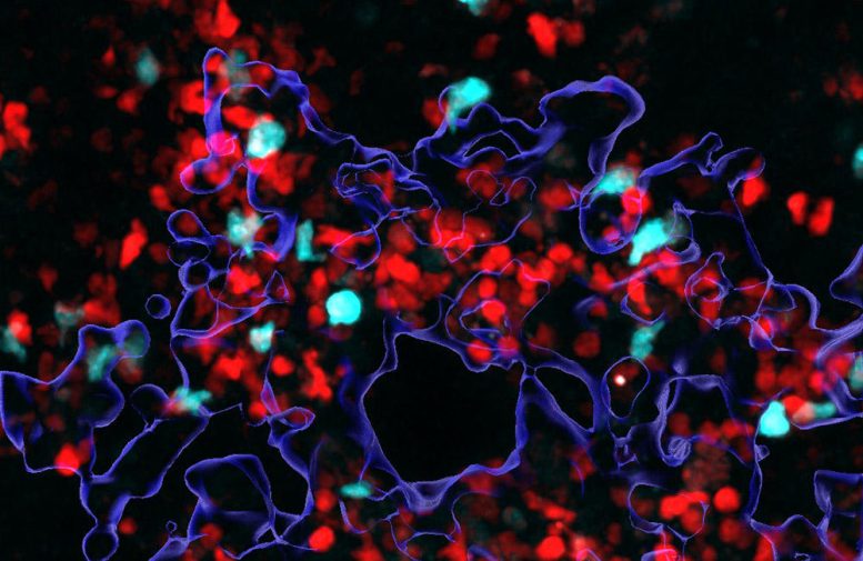 Мікроскопічне зображення Т-клітин-помічників і фагоцитів, які борються з раковими клітинами, червоне