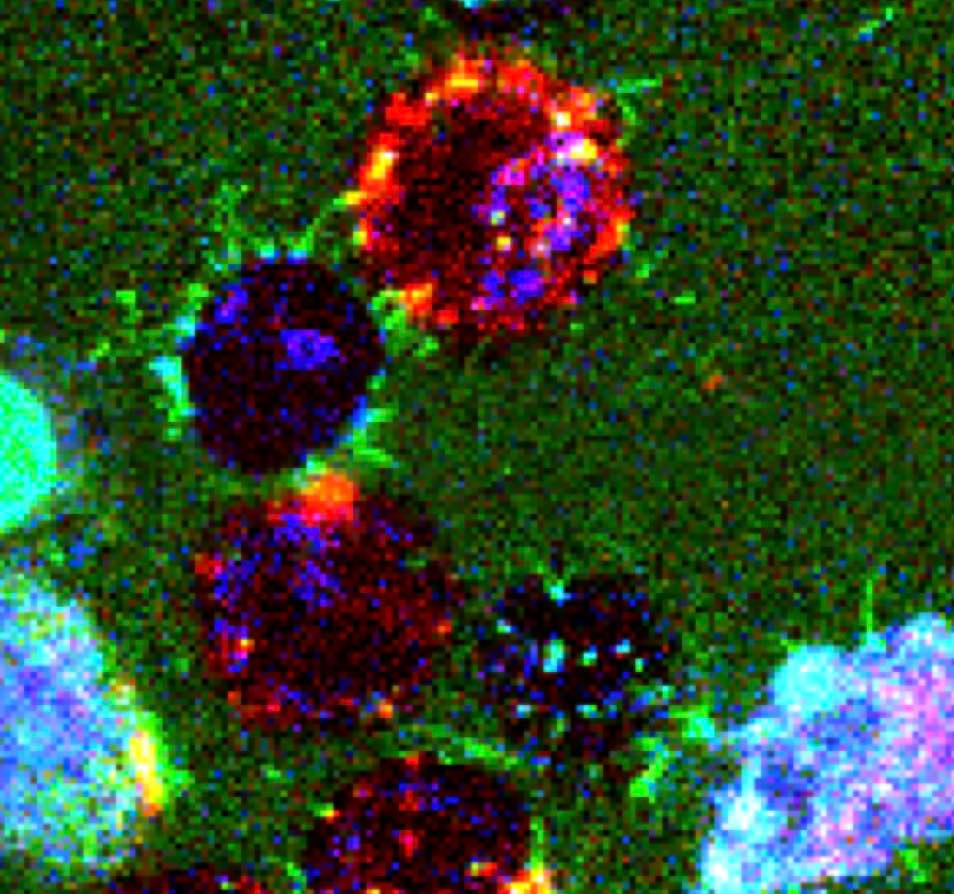 Microscopic Nanotubes
