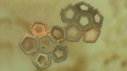 Microscopic Origami Boxes Fold-Up On Their Own
