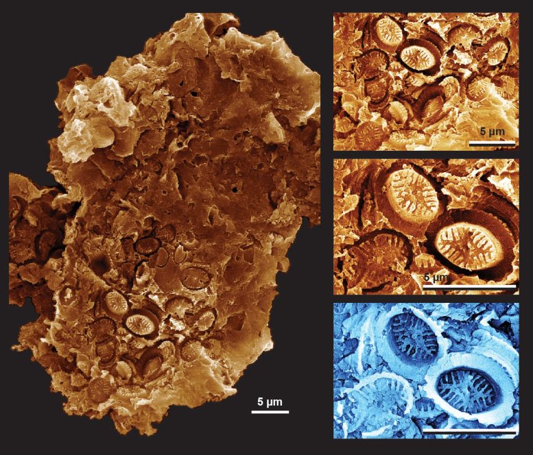 Microscopic Plankton Cell-Wall Coverings Preserved As “Ghost” Fossil Impressions