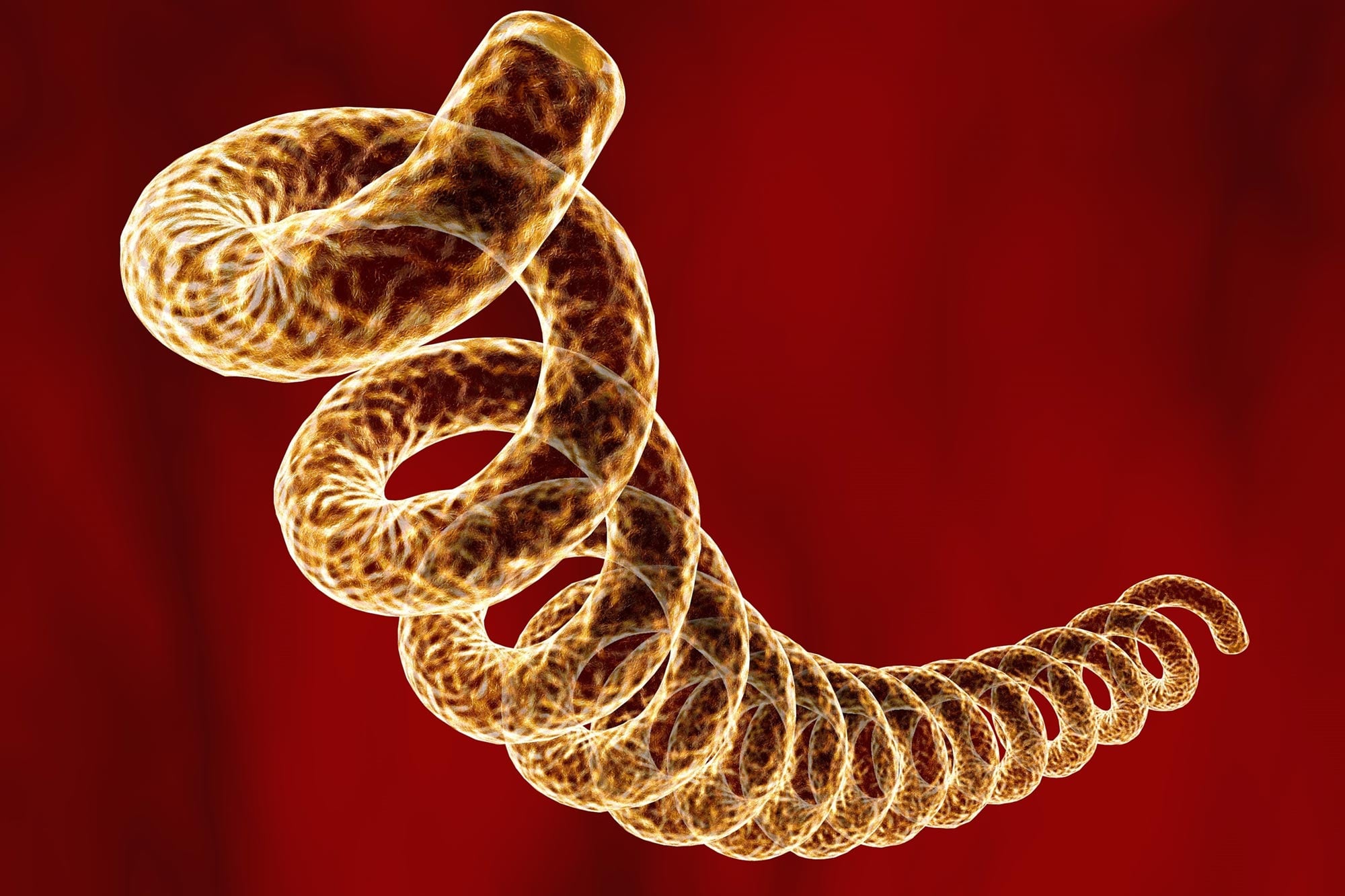 A 5,500-Year-Old Skeleton Reveals the Deep Origins of Syphilis - SciTechDaily