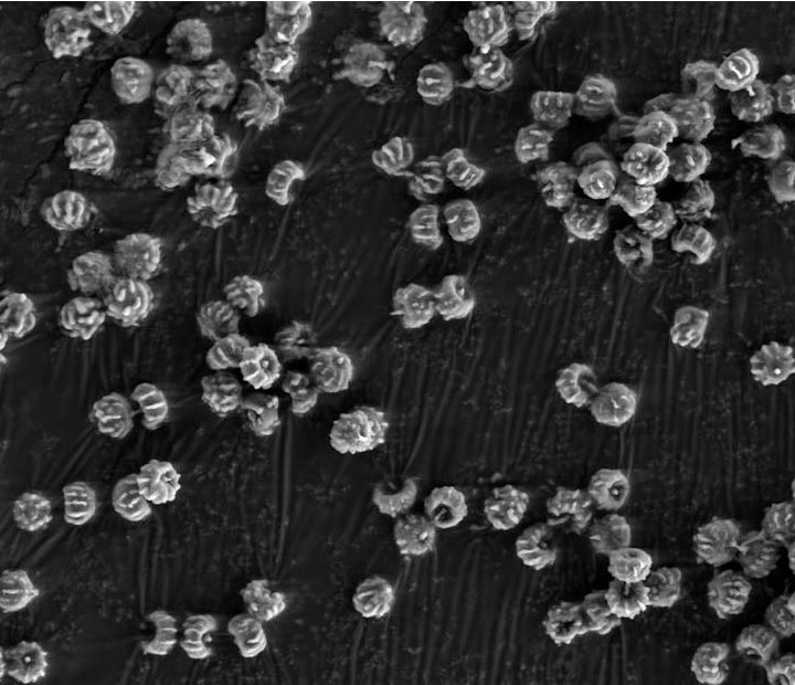 Microscopic Test Fungi