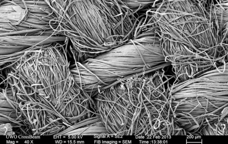 Microscopic View of Textiles