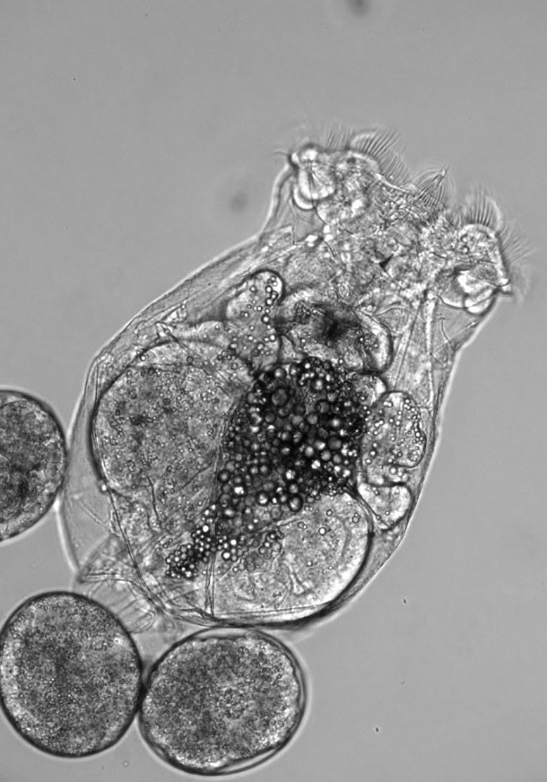Microscopic View of a Rotifer