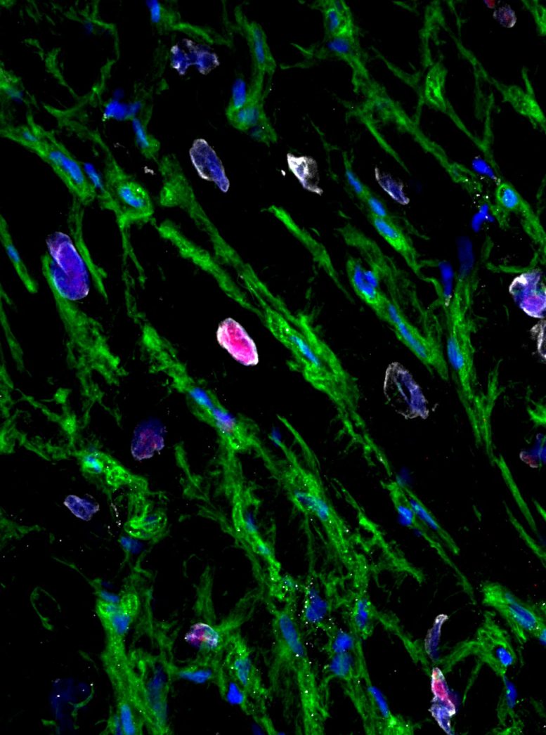 Microscopy Image of Replicating Heart Muscle Cells