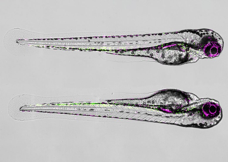 Microscopy Image of Two 3 Day Old Zebrafish Larvae