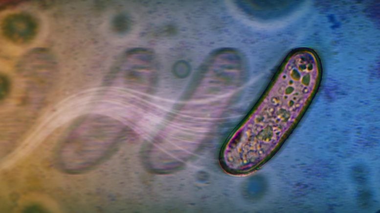 Scientists Discover a Surprisingly Simple New Way Microbes Travel Without Flagella