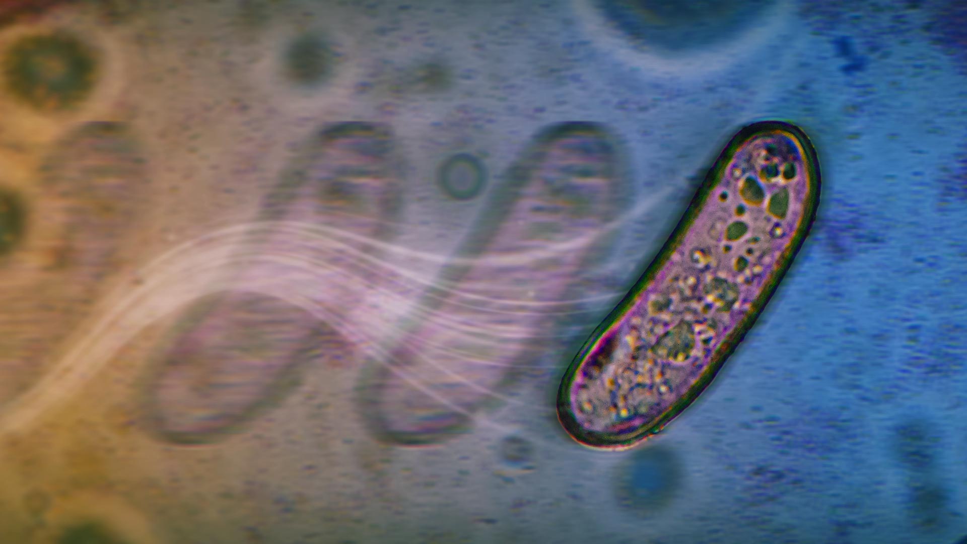 Microscopy image of a moving bacterium